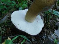 Tylopilus rubrobrunneus image