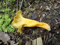 Craterellus lutescens image