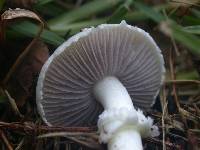 Stropharia melanosperma image