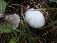 Stropharia melanosperma image