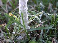 Amanita thiersii image