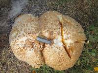 Neolentinus ponderosus image