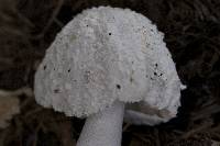 Leucocoprinus cretaceus image