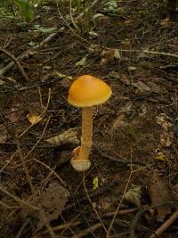 Amanita crocea image