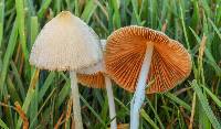 Conocybe apala image