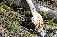 Amanita pachycolea image