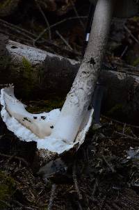 Amanita pachycolea image