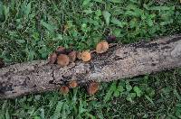 Galiella rufa image
