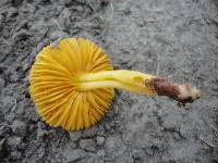 Humidicutis marginata image