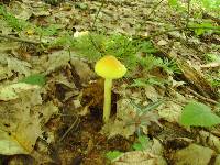 Amanita banningiana image