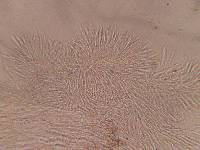 Crocicreas cyathoideum image