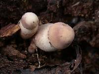 Leucoagaricus americanus image