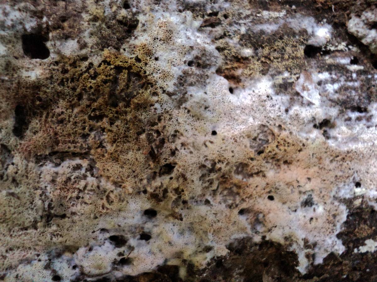 Ceriporia purpurea image