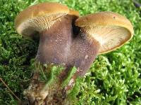 Tapinella atrotomentosa image