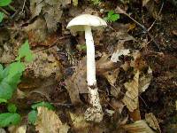 Amanita peckiana image