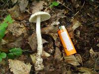 Amanita peckiana image