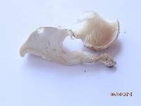 Clitopilus prunulus image