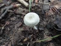 Entoloma albogriseum image