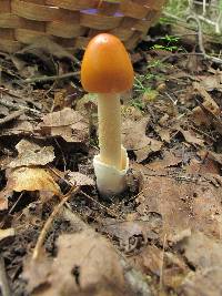 Amanita pseudocrocea image