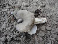 Helvella lacunosa image