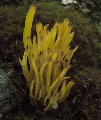 Clavulinopsis fusiformis image