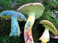 Boletus sensibilis image