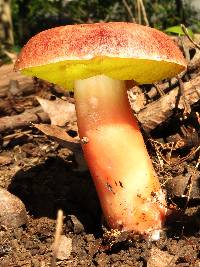 Aureoboletus auriporus image