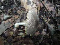 Volvariella murinella image