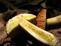Xerocomus hortonii image