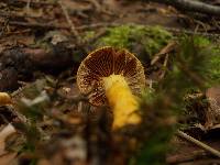 Cortinarius semisanguineus image