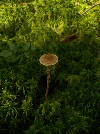 Galerina paludosa image
