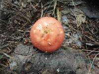 Russula rubescens image