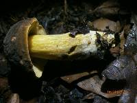 Boletus pruinatus image