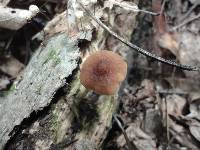 Pluteus phlebophorus image