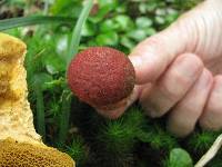 Suillus spraguei image