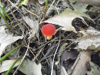 Boletus rubellus image