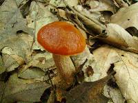 Boletus longicurvipes image