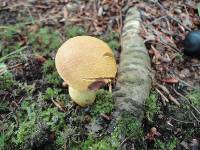 Boletus roxanae image