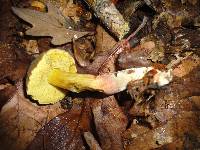 Boletus truncatus image