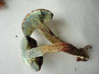 Boletus truncatus image