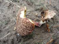 Boletus chrysenteron image