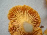 Cantharellus friesii image