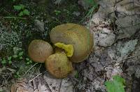 Aureoboletus innixus image