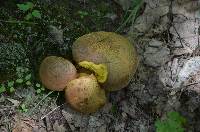 Aureoboletus innixus image