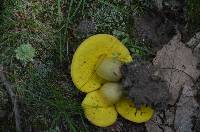 Aureoboletus innixus image