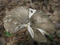 Amanita rhacopus image