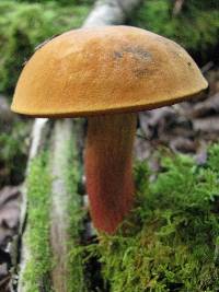 Boletus discolor image