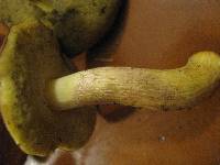 Boletus subglabripes image