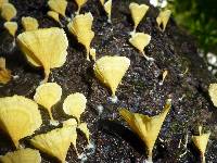 Cotylidia aurantiaca image