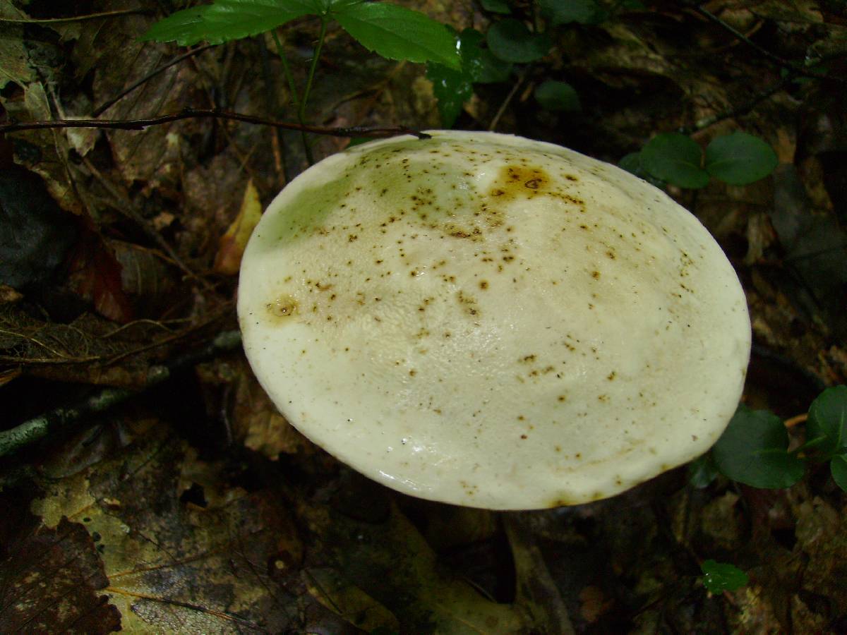 Tylopilus rhoadsiae image